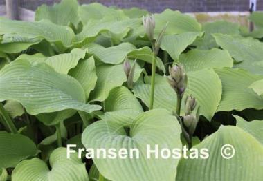 Hosta Last Train Home