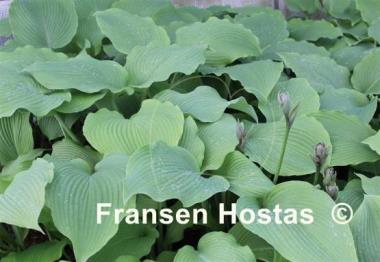 Hosta Last Train Home