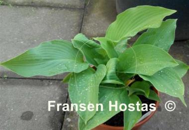 Hosta Last Train Home