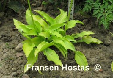 Hosta Laterna Magica