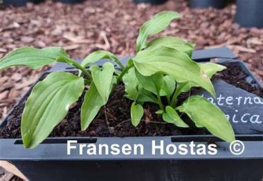 Hosta Laterna Magica