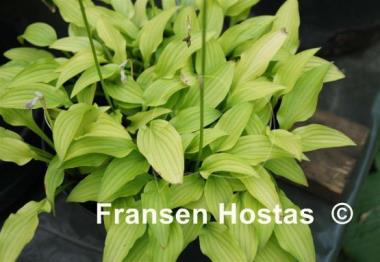 Hosta Laterna Magica
