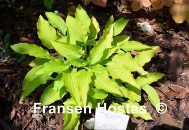 Hosta Laterna Magica