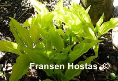 Hosta Laterna Magica