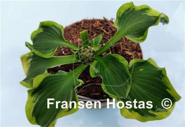 Hosta Laughing Mouse