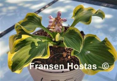 Hosta Laughing Mouse