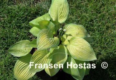 Hosta Laura Lanier