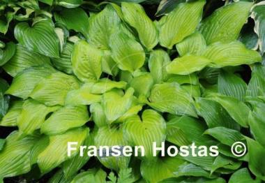 Hosta Laura Lanier