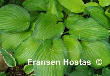Hosta Laura Lanier