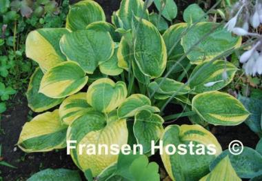 Hosta Laura and Darrell