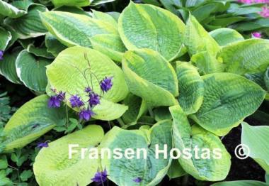 Hosta Laura and Darrell