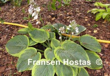 Hosta Laura and Darrell