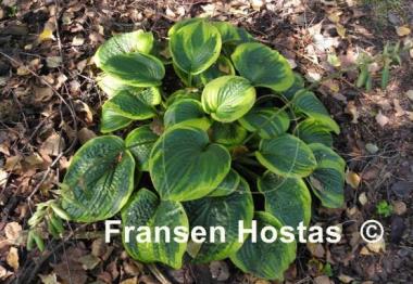 Hosta Laura and Darrell