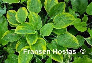 Hosta Laura and Darrell