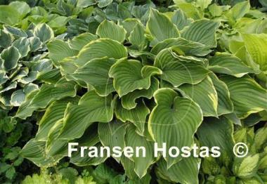 Hosta Leading Lady