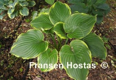 Hosta Leading Lady