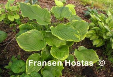 Hosta Leading Lady