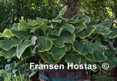 Hosta Leading Lady