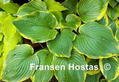 Hosta Leading Lady