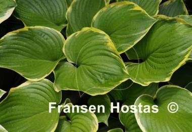 Hosta Leading Lady