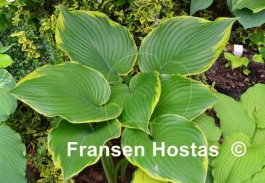 Hosta Leading Lady