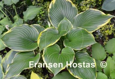 Hosta Leading Lady