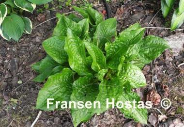 Hosta Leapin' Lizard