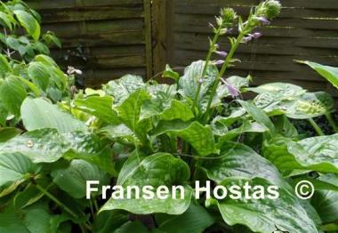 Hosta Leapin' Lizard