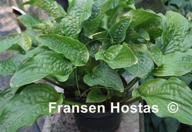 Hosta Leapin' Lizard