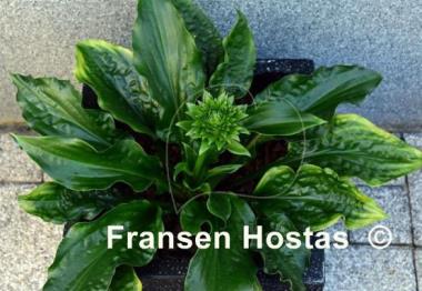 Hosta Leapin' Lizard