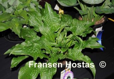 Hosta Leapin' Lizard