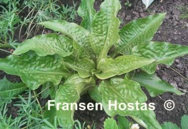 Hosta Leapin' Lizard