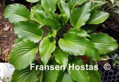 Hosta Leather Gloss