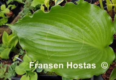 Hosta Leather Gloss
