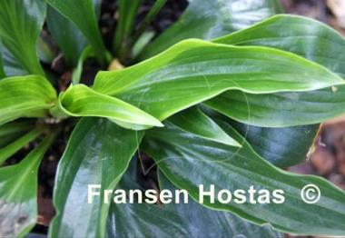 Hosta Leather Sheen