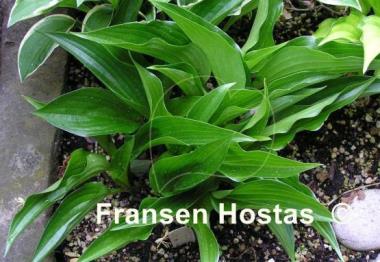 Hosta Leather Sheen