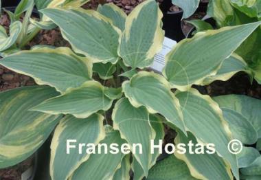 Hosta Leather and Lace