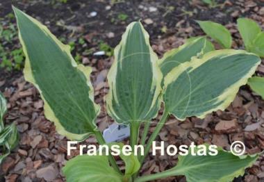 Hosta Leather and Lace