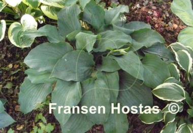 Hosta Lederhosen