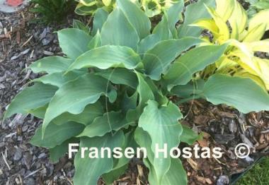 Hosta Lederhosen