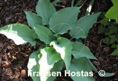 Hosta Lederhosen