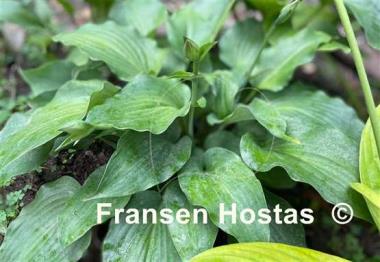 Hosta Lederhosen
