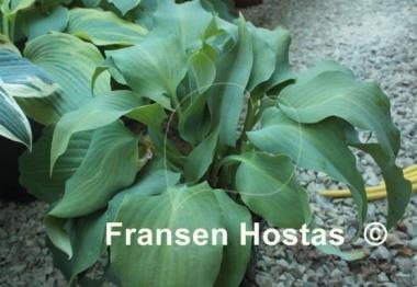 Hosta Lederhosen