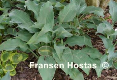 Hosta Lederhosen