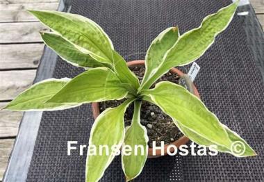 Hosta Lemon Candy