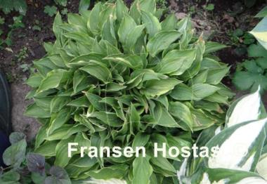 Hosta Lemon Delight