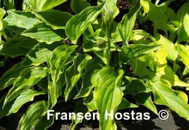 Hosta Lemon Delight