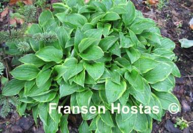 Hosta Lemon Delight
