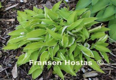 Hosta Lemon Frost