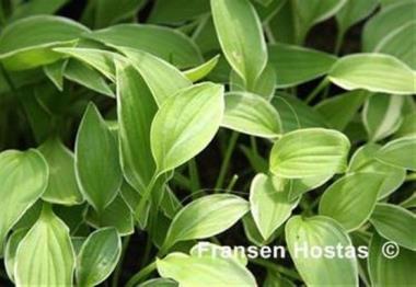 Hosta Lemon Frost